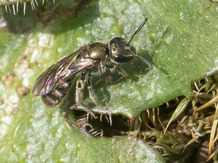 Lasioglossum morio group.jpg